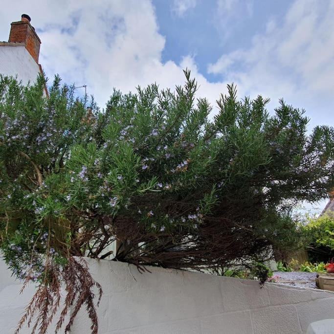 Priory Cottage Westbury  Exterior foto
